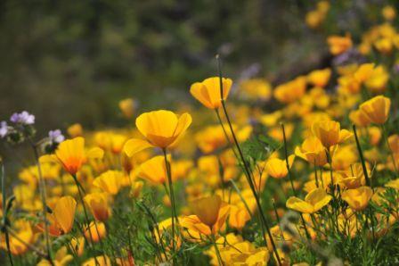 Poppy, Mexican  Eschscholzia mexicana